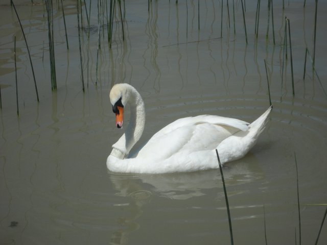 Mulatschak Neusiedler See 22.06.2018